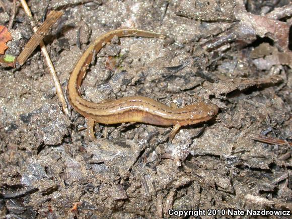 Northern Two-lined Salamander (Eurycea bislineata)