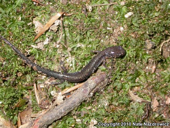 Eastern Red-backed Salamander (Plethodon cinereus)