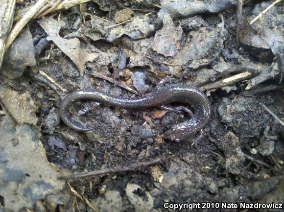 Eastern Red-backed Salamander (Plethodon cinereus)