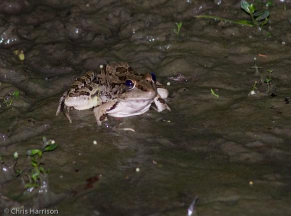 Rio Grande Leopard Frog (Lithobates berlandieri)