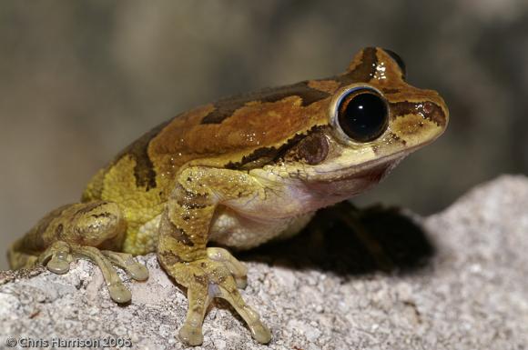 Mexican Treefrog (Smilisca baudinii)