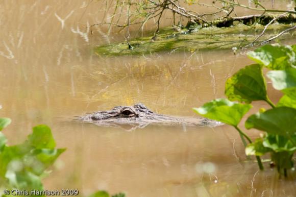 American Alligator (Alligator mississippiensis)