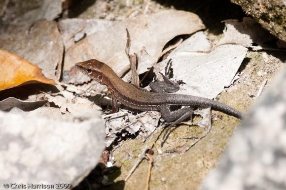 Rainbow Ameiva (Ameiva undulata)