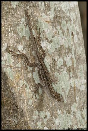 Cuban Brown Anole (Anolis sagrei sagrei)