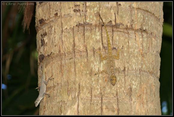 Bark Anole (Anolis distichus)