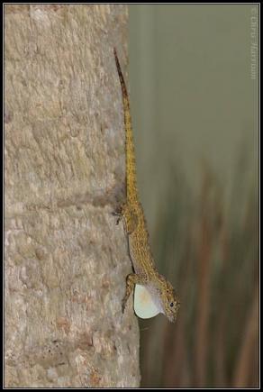 Bark Anole (Anolis distichus)