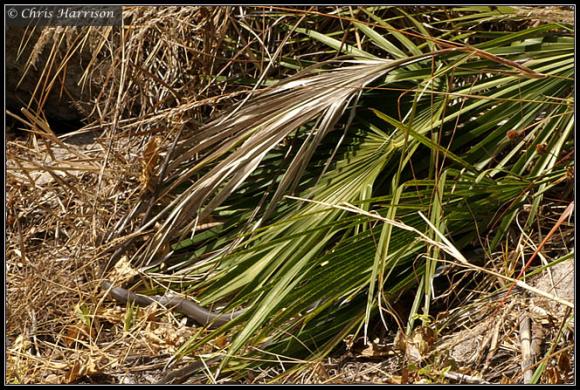 Everglades Racer (Coluber constrictor paludicola)