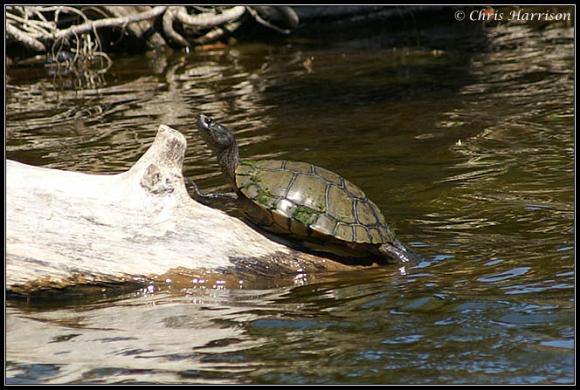 Red-eared Slider (Trachemys scripta elegans)