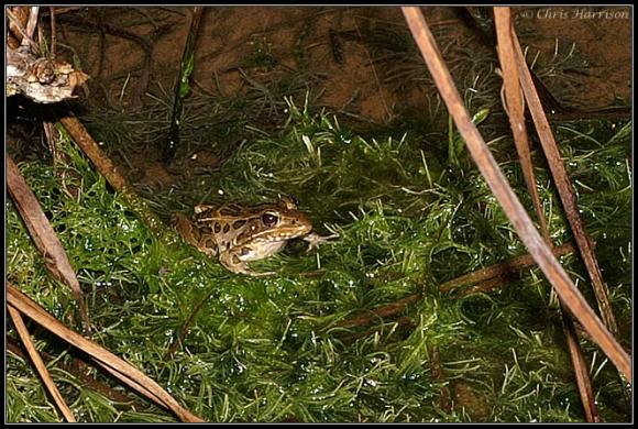 Florida Leopard Frog (Lithobates sphenocephalus sphenocephalus)