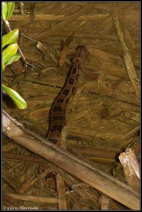 Brown Watersnake (Nerodia taxispilota)