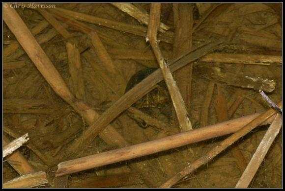 Striped Mud Turtle (Kinosternon baurii)