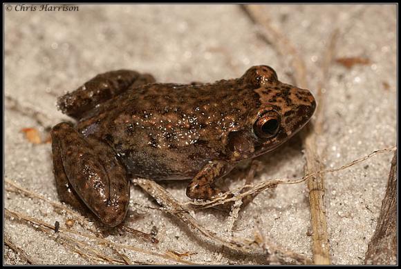 Greenhouse Frog (Eleutherodactylus planirostris)