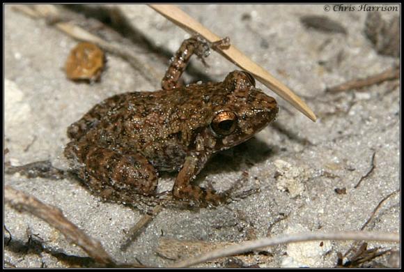 Greenhouse Frog (Eleutherodactylus planirostris)