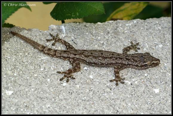 Common House Gecko (Hemidactylus frenatus)