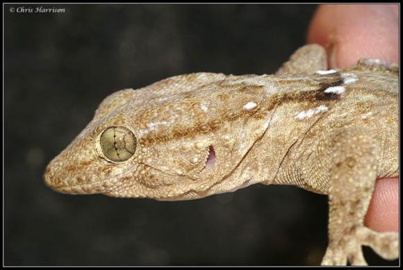 Ringed Wall Gecko (Tarentola annularis)