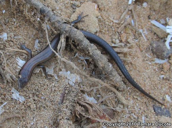 Little Brown Skink (Scincella lateralis)