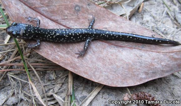 Mississippi Slimy Salamander (Plethodon mississippi)