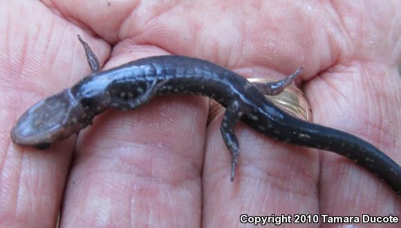 Mississippi Slimy Salamander (Plethodon mississippi)