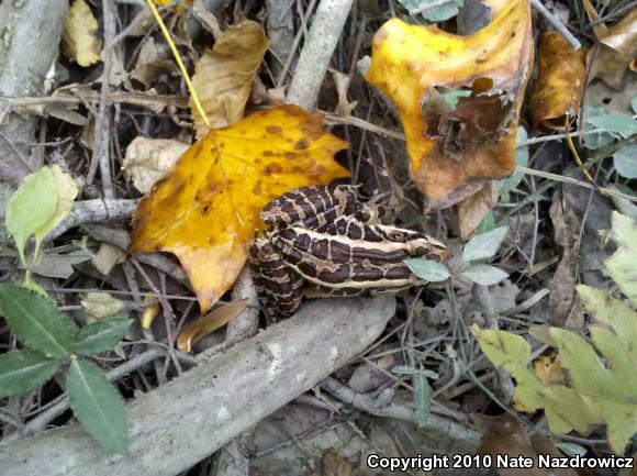 Pickerel Frog (Lithobates palustris)