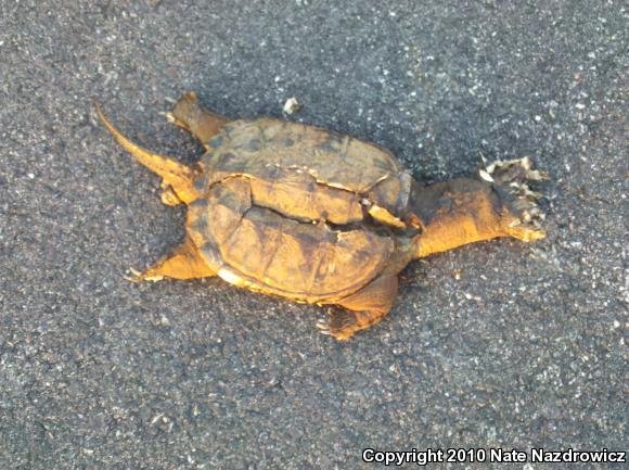 Eastern Snapping Turtle (Chelydra serpentina serpentina)