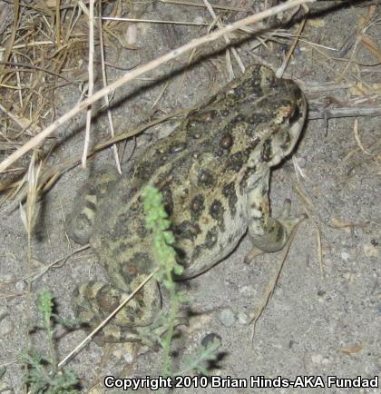 Southern California Toad (Anaxyrus boreas halophilus)