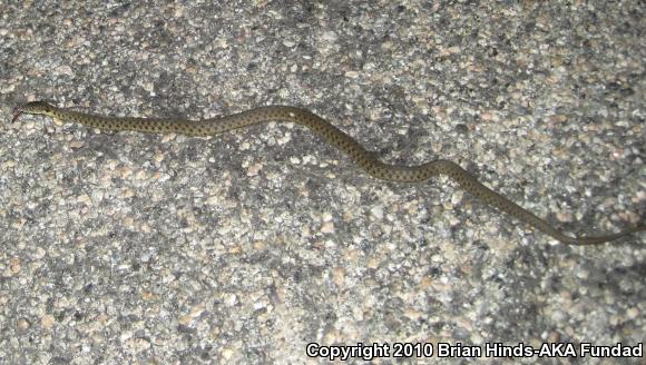 Two-striped Gartersnake (Thamnophis hammondii)