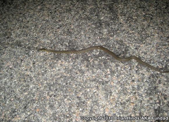 Two-striped Gartersnake (Thamnophis hammondii)