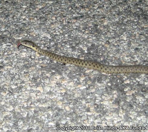 Two-striped Gartersnake (Thamnophis hammondii)