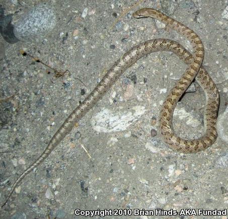 Desert Glossy Snake (Arizona elegans eburnata)