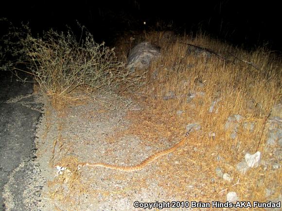 Red Diamond Rattlesnake (Crotalus ruber)