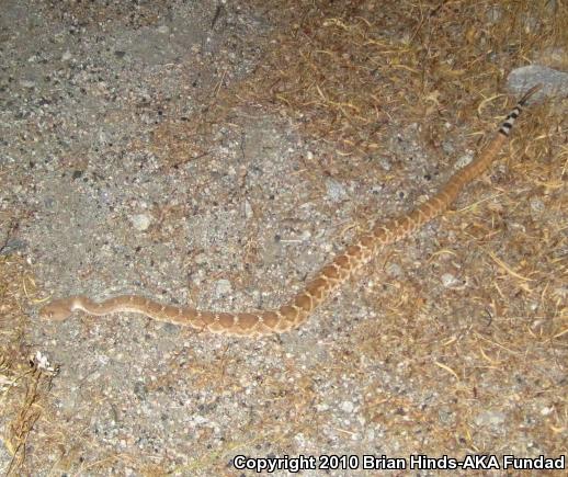 Red Diamond Rattlesnake (Crotalus ruber)