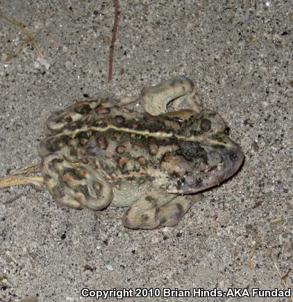 Southern California Toad (Anaxyrus boreas halophilus)