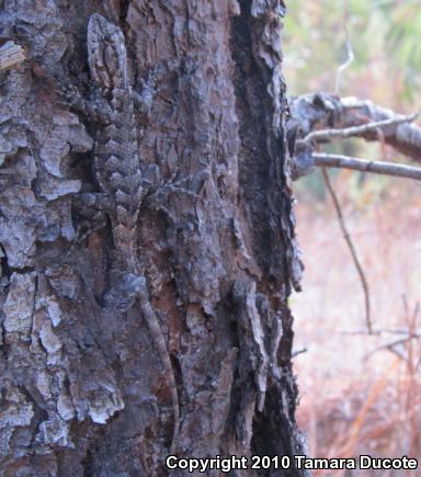 Eastern Fence Lizard (Sceloporus undulatus)