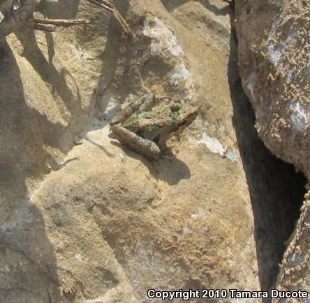 Southern Cricket Frog (Acris gryllus)