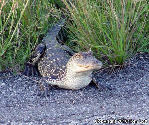 American Alligator (Alligator mississippiensis)