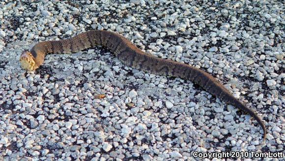 Western Cottonmouth (Agkistrodon piscivorus leucostoma)