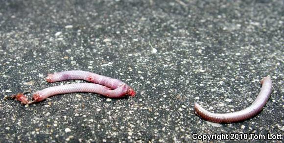 South Texas Threadsnake (Leptotyphlops dulcis rubellum)