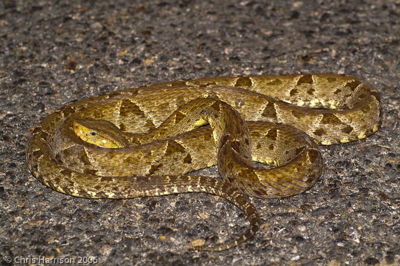 Terciopelo (Bothrops asper)