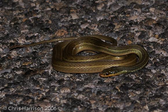 Gulf Coast Ribbonsnake (Thamnophis proximus rutiloris)