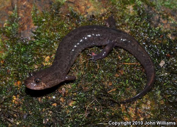 Ouachita Dusky Salamander (Desmognathus brimleyorum)