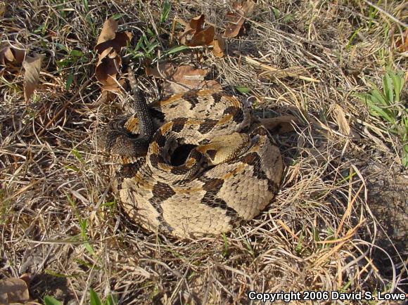 Timber Rattlesnake (Crotalus horridus)