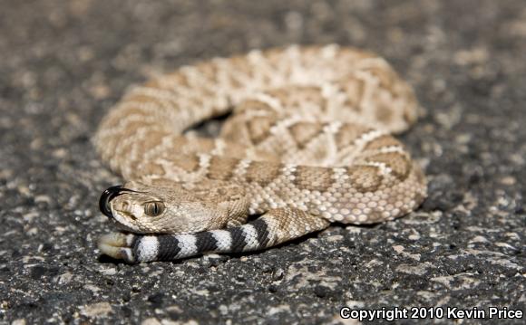 Red Diamond Rattlesnake (Crotalus ruber)