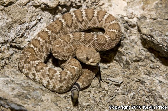 Red Diamond Rattlesnake (Crotalus ruber)