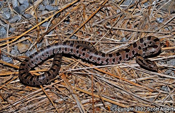 Prairie Kingsnake (Lampropeltis calligaster calligaster)