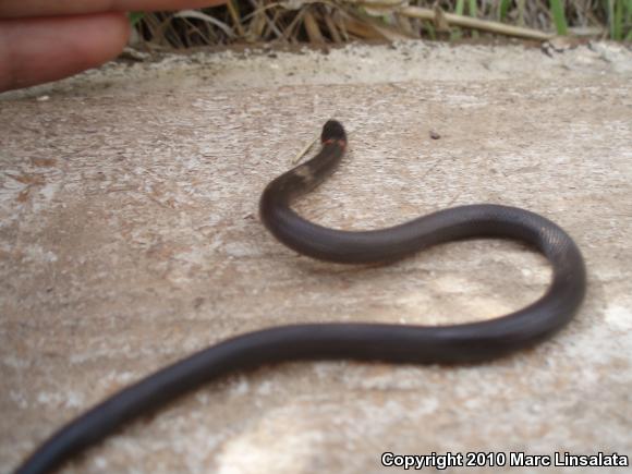 San Bernardino Ring-necked Snake (Diadophis punctatus modestus)