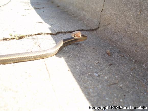 California Striped Racer (Coluber lateralis lateralis)