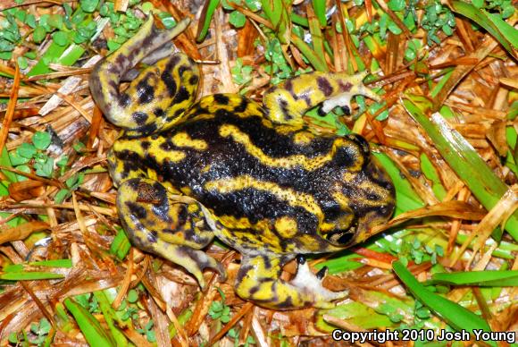 Eastern Spadefoot (Scaphiopus holbrookii)