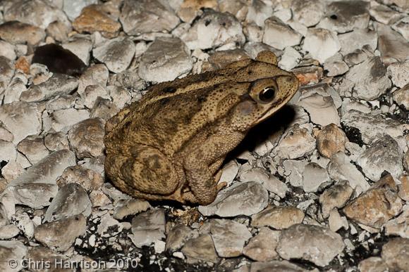 Gulf Coast Toad (Ollotis nebulifer)