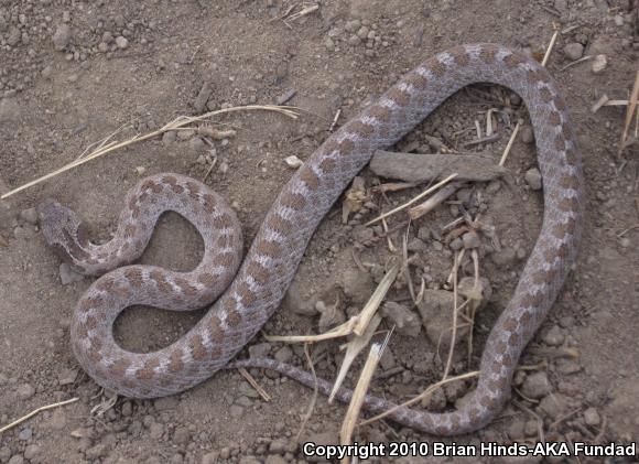 San Diego Nightsnake (Hypsiglena ochrorhyncha klauberi)