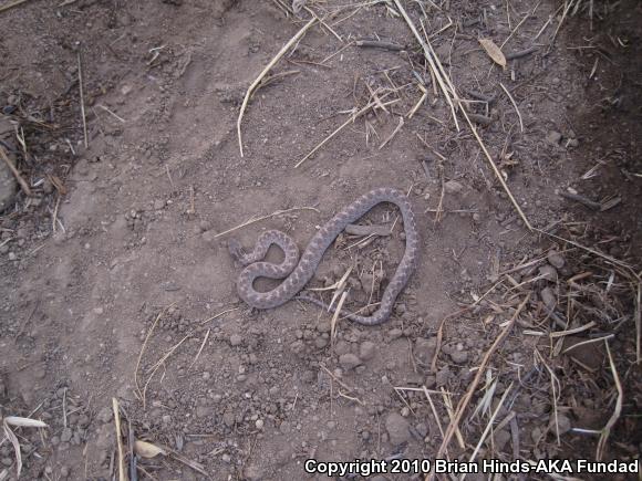 San Diego Nightsnake (Hypsiglena ochrorhyncha klauberi)